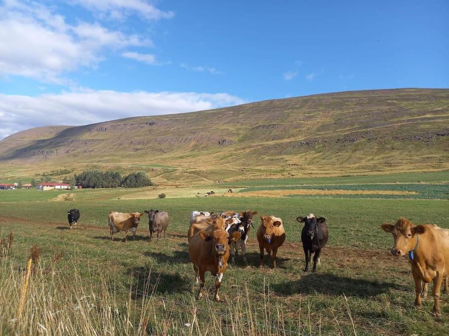 Svalbarthseyri Þorsmoerk Farm 12 Min From Akureyri 아파트 외부 사진